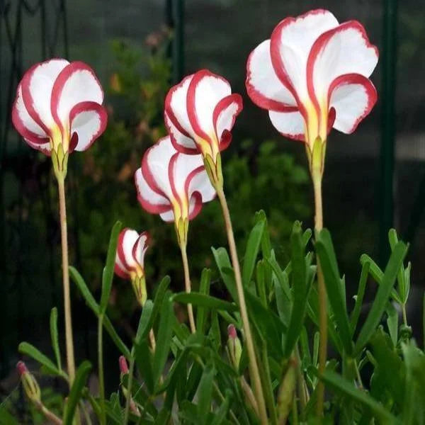 Candy Cane Sorrel Oxalis Versicolor Seeds